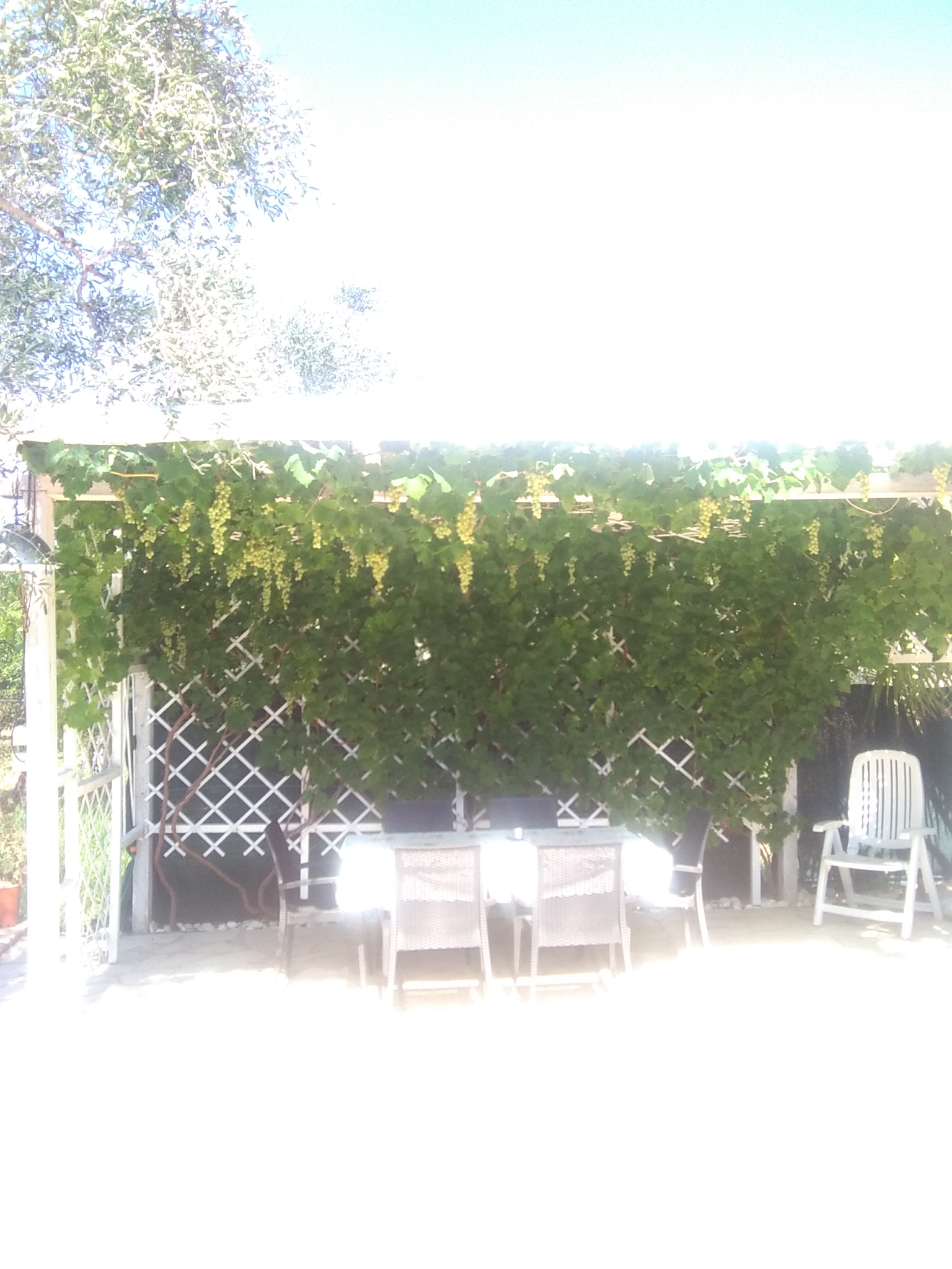 Pergola